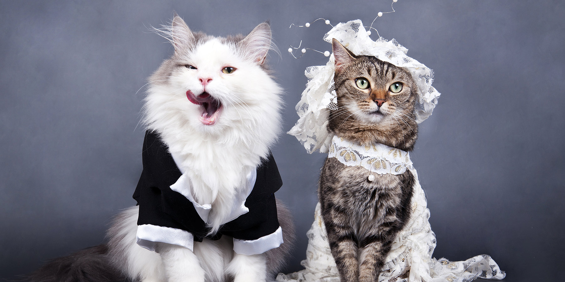 Смешные коты в одежде